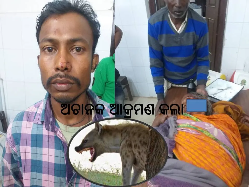  ଘର ବାହାରେ ବସିଥିବା ବେଳେ ଆକ୍ରମଣ କଲା ହେଟ୍ଟାବାଘ, ୨ ଗୁରୁତର