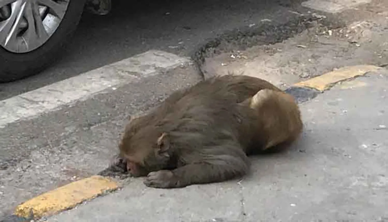 .india.com 