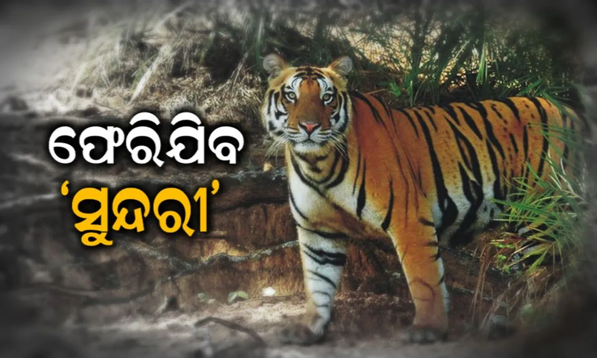  ଗାଇଡଲାଇନ୍‌ ପାଳନ କରି ପାରିଲା ନାହିଁ ବନବିଭାଗ; ଫେରିଯିବ ବାଘୁଣୀ ସୁନ୍ଦରୀ