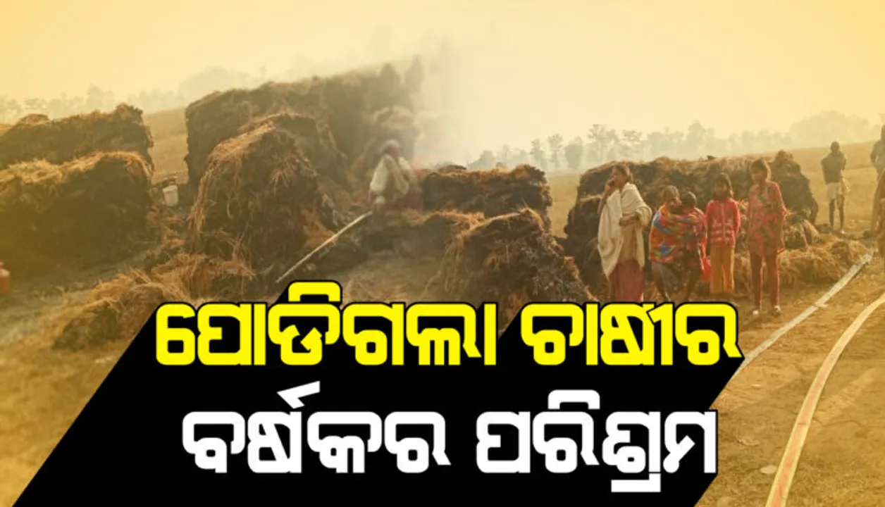  ଅଗ୍ନିକାଣ୍ଡରେ ଜଳିଗଲା କ୍ୱିଣ୍ଟାଲ କ୍ୱିଣ୍ଟାଲ ଧାନ; ଚାଷୀଙ୍କ ବର୍ଷକର ପରିଶ୍ରମ ଆଖି ପିଛୁଳାକେ ହୋଇଗଲା ଛାରଖାର୍‌