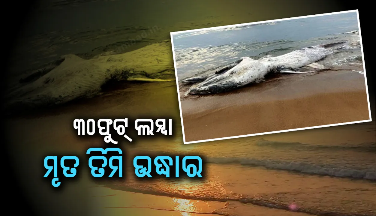 ବଟେଶ୍ବର ବେଳାଭୂମିରୁ ୩୦ ଫୁଟ ଲମ୍ବା ମୃତ ତିମି ଉଦ୍ଧାର
