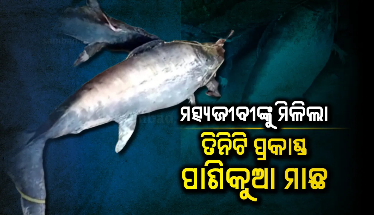  ମତ୍ସ୍ୟଜୀବୀଙ୍କ ଜାଲରେ ପଡ଼ିଲା ତିନିଟି ପ୍ରକାଣ୍ଡ ପାଣିକୁଆ ମାଛ