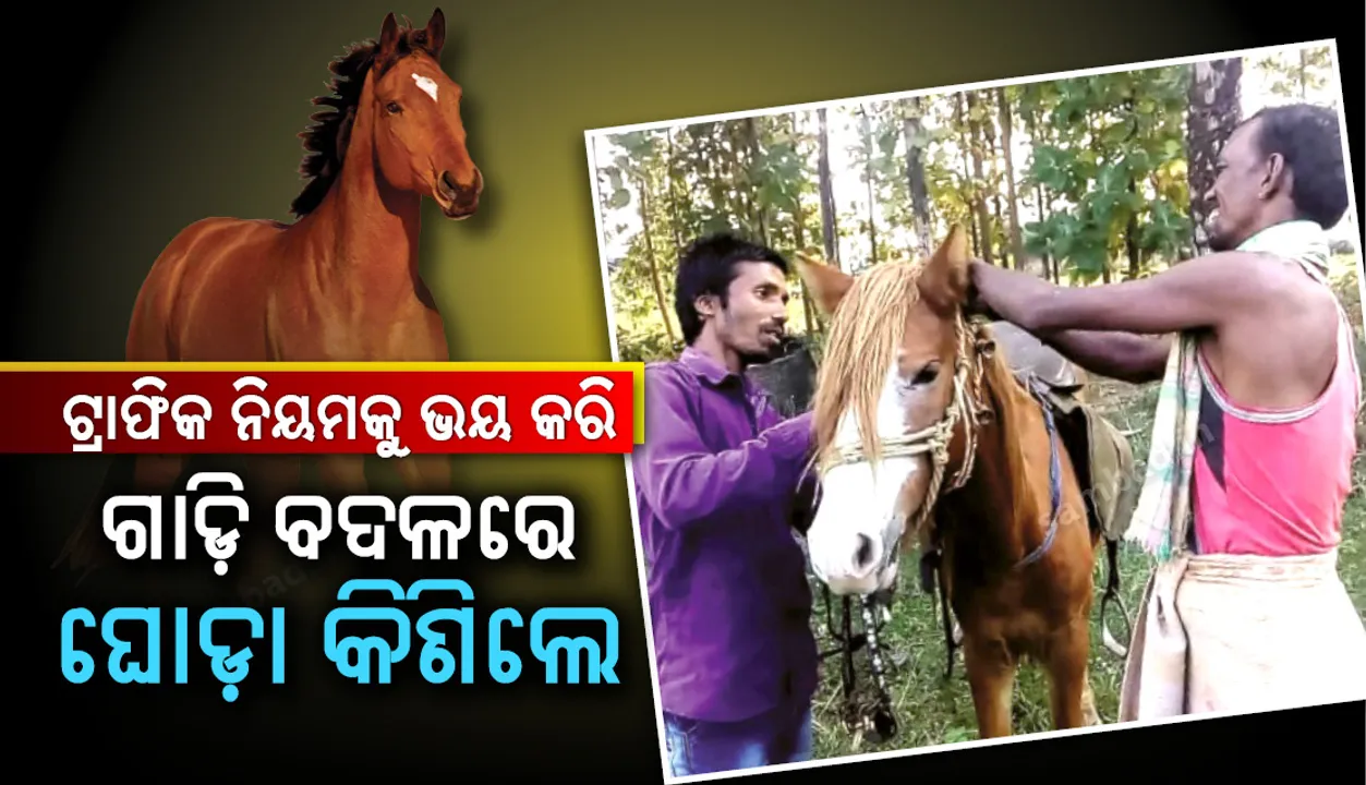  ମାଲକାନଗିରି : ଟ୍ରାଫିକ ନିୟମକୁ ଯତୀଶଙ୍କ ଭୟ, ଗାଡ଼ି ବଦଳରେ ଘୋଡ଼ା କିଣିଲେ