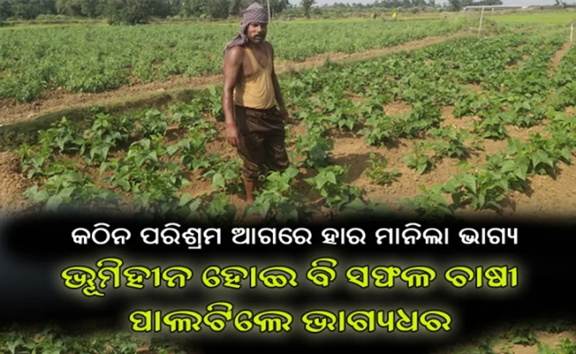  କଠିନ ପରିଶ୍ରମ ଆଗରେ ହାର ମାନିଲା ଭାଗ୍ୟ : ଭୂମିହୀନ ହୋଇ ବି ସଫଳ ଚାଷୀ ପାଲଟିଲେ ଭାଗ୍ୟଧର