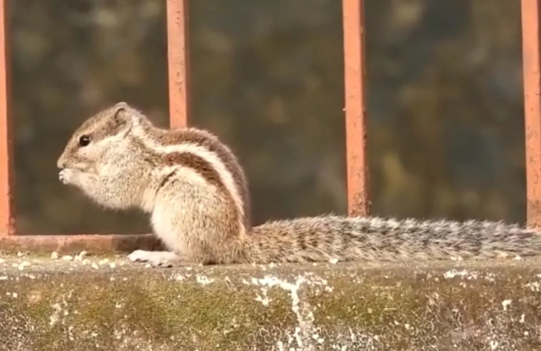  ଖାଦ୍ୟ ଖାଇବାରେ ବ୍ୟସ୍ତ ଗୁଣ୍ଡୁଚି। (ଫଟୋ: ମନୋଜ, ବାଲେଶ୍ୱର)