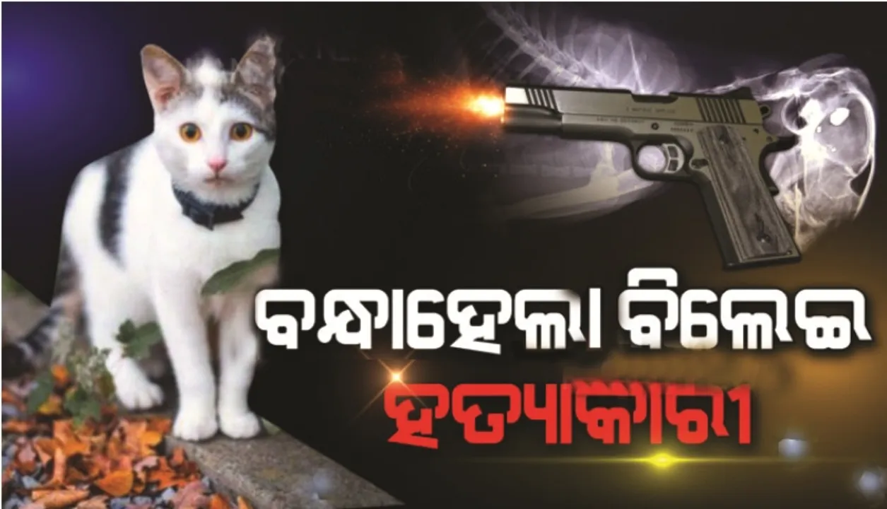  ବିଲେଇ ମୁଣ୍ଡକୁ ଗୁଳି କରି ହତ୍ୟା କରିବା ଘଟଣା : ଅଭିଯୁକ୍ତ ଯୁବକଙ୍କୁ ଗିରଫ କଲା ପୁଲିସ