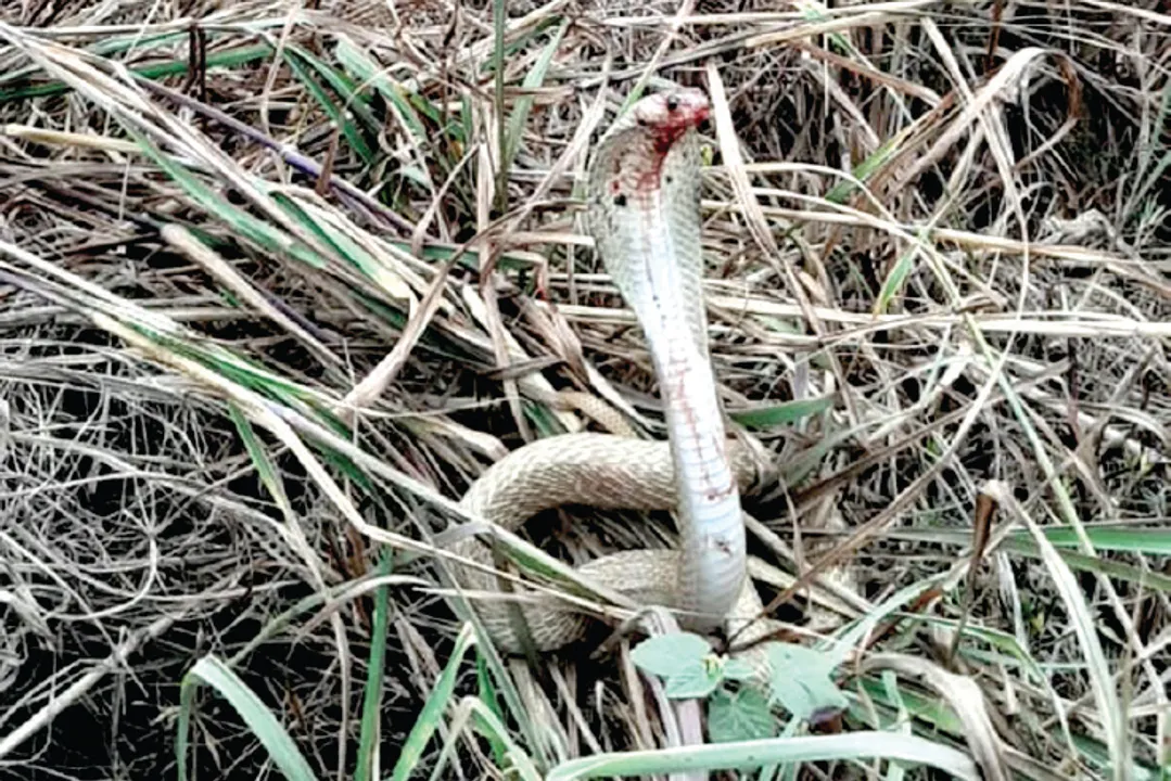  ଏୟାର ଟ୍ରାଫିକ କଣ୍ଟ୍ରୋଲ ଟାୱାର ନିକଟରେ ନାଗ-ନେଉଳ ଲଢ଼େଇ