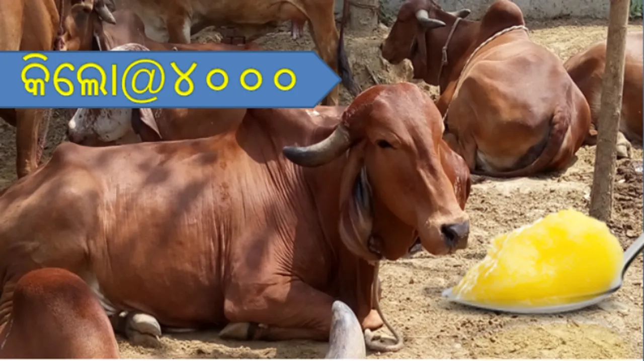  କିଲୋ ପିଛା ୪ ହଜାର ଟଙ୍କାରେ ବଜାରରେ ମିଳେ ଏହି ଗାଈର ଘିଅ