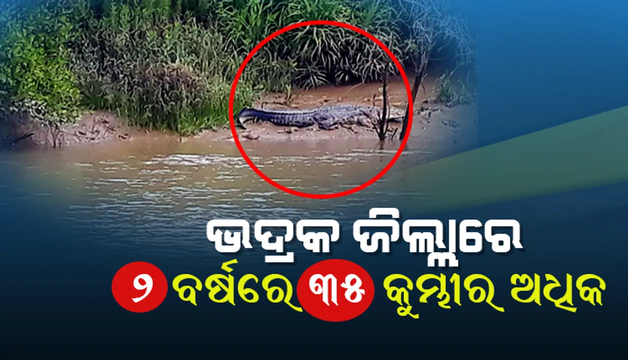  ଭଦ୍ରକରେ କୁମ୍ଭୀର ଗଣନା ଶେଷ, ୫୦ଟି କୁମ୍ଭୀର ଠାବ, ମିଳିଲା ଧଳା ବଉଳା କୁମ୍ଭୀରର ସନ୍ଧାନ