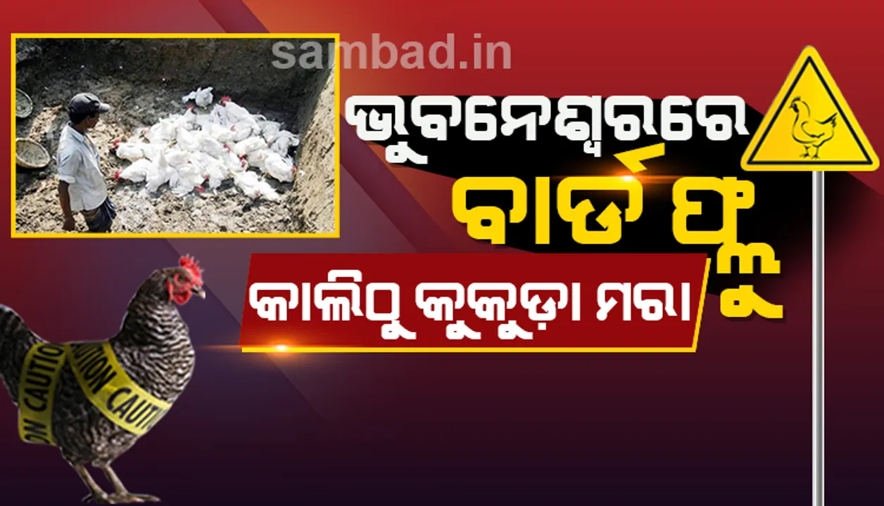  ଭୁବନେଶ୍ୱରରେ ବାର୍ଡ ଫ୍ଲୁ ! ଆସନ୍ତାକାଲିଠାରୁ କୁକୁଡ଼ା ମରା ଅଭିଯାନ ଆରମ୍ଭ ହେବ