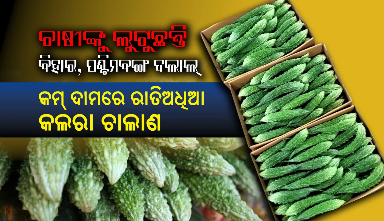  ଚାଷୀଙ୍କୁ ଲୁଟୁଛନ୍ତି ବିହାର, ପଶ୍ଚିମବଙ୍ଗ ଦଲାଲ୍ : କମ୍‌ ଦାମରେ ରାତିଅଧିଆ କଲରା ଚାଲାଣ, ସଙ୍କଟରେ ପରିବା ଚାଷୀ