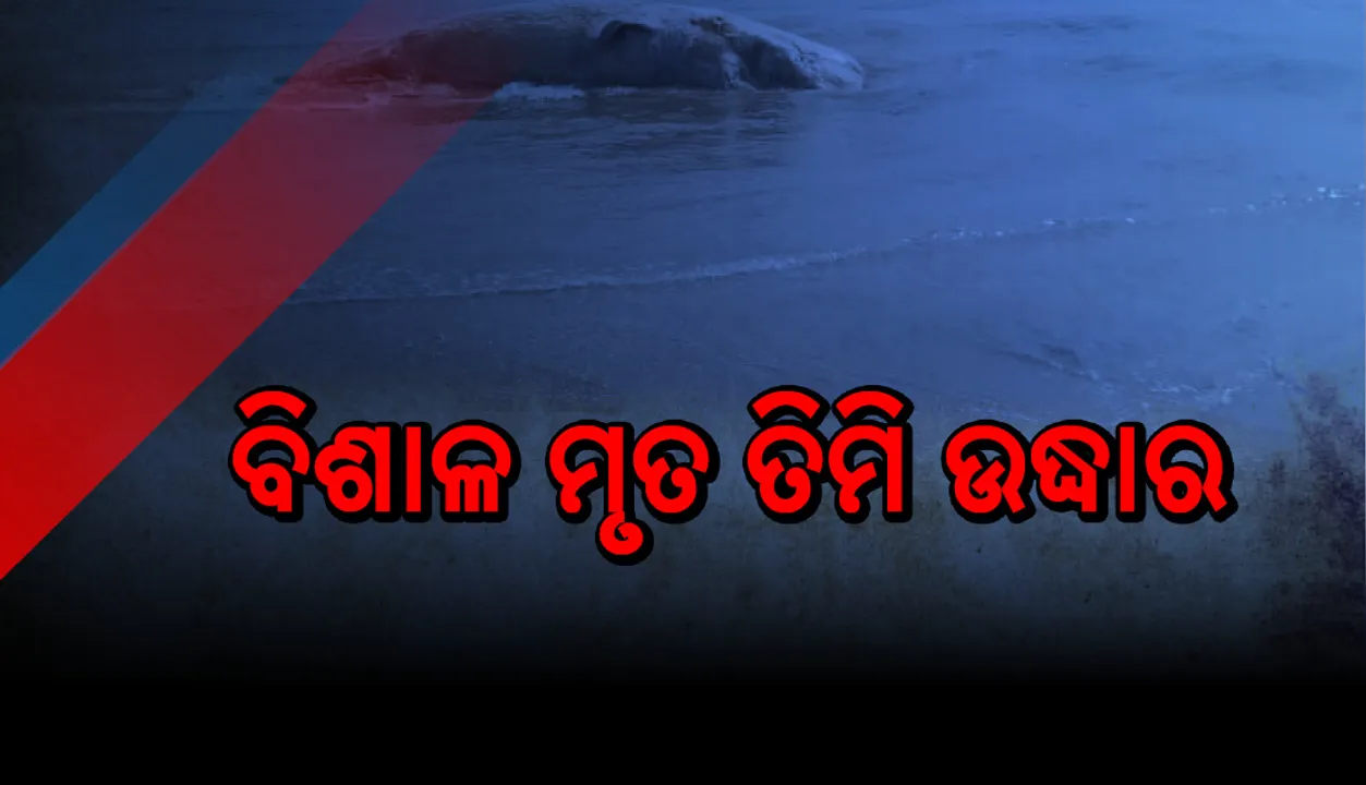  ସମୁଦ୍ର ମୁହାଣରୁ ବିଶାଳକାୟ ‘ତିମି’ର ମୃତଦେହ ଉଦ୍ଧାର