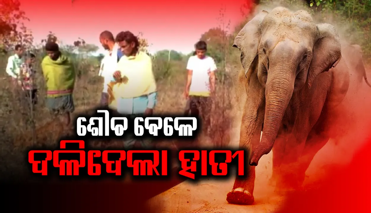  ହାତୀ ଆକ୍ରମଣରେ ବୃଦ୍ଧଙ୍କର ମୃତ୍ୟୁ, ଜଣେ ଆହତ