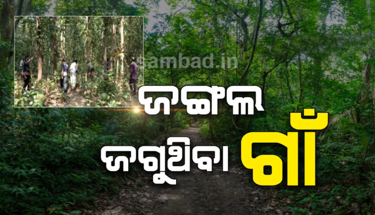  ହାତରେ କଟୁରୀ, କାନ୍ଧରେ କୁରାଢ଼ି ଧରି ଗଛ କାଟିବାକୁ ନୁହେଁ; ଜଙ୍ଗଲକୁ ସୁରକ୍ଷା ଦେବାକୁ ଜଙ୍ଗଲକୁ ଯାଆନ୍ତି ଗ୍ରାମବାସୀ