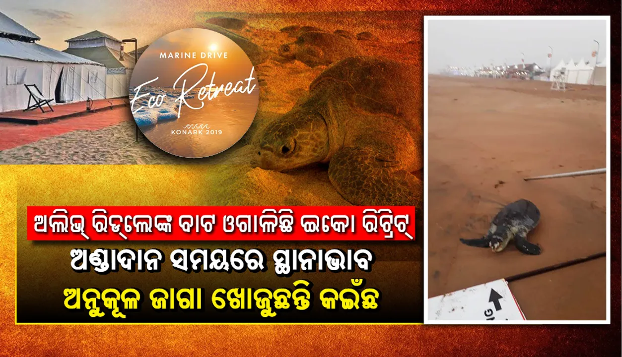  ଅଲିଭ୍ ରି‌ଡ୍‌ଲେଙ୍କ ବାଟ ଓଗାଳିଛି ଇକୋ ରିଟ୍ରିଟ୍ : ଅଣ୍ଡାଦାନ ସମୟରେ ସ୍ଥାନାଭାବ, ଅନୁକୂଳ ଜାଗା ଖୋଜୁଛନ୍ତି କଇଁଛ