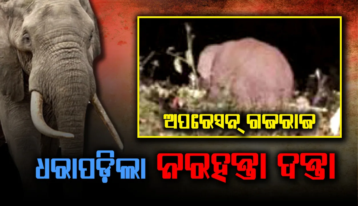  ଧୂଳିଗଡ଼ ଜଙ୍ଗଲରେ ଅପରେସନ୍‌ ଗଜରାଜ : ଧରାପଡ଼ିଲା ନରହନ୍ତା ଦନ୍ତା