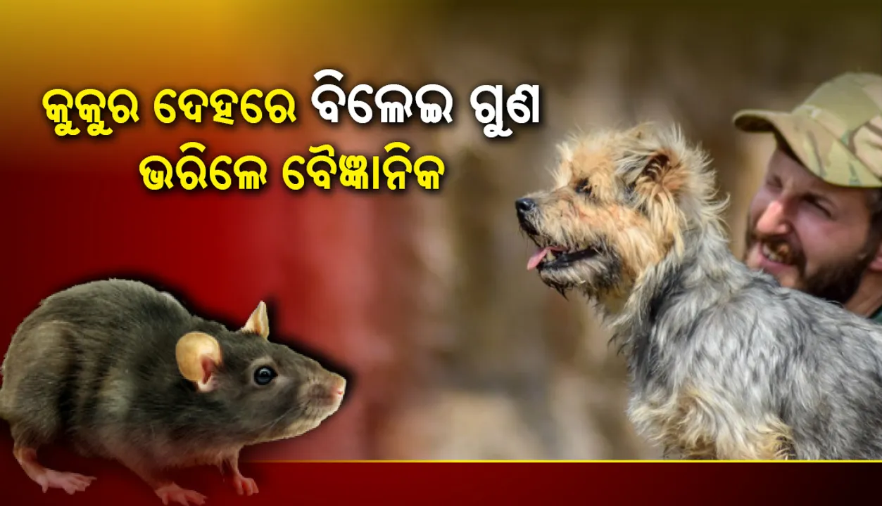  କୁକୁର ଠାରେ ବିରାଡ଼ି ସ୍ୱଭାବ: ୭ ଘଣ୍ଟାରେ ୭୩୦ ମୂଷା ମାରିଲେ ୮ଟି ଛୋଟ କୁକୁର