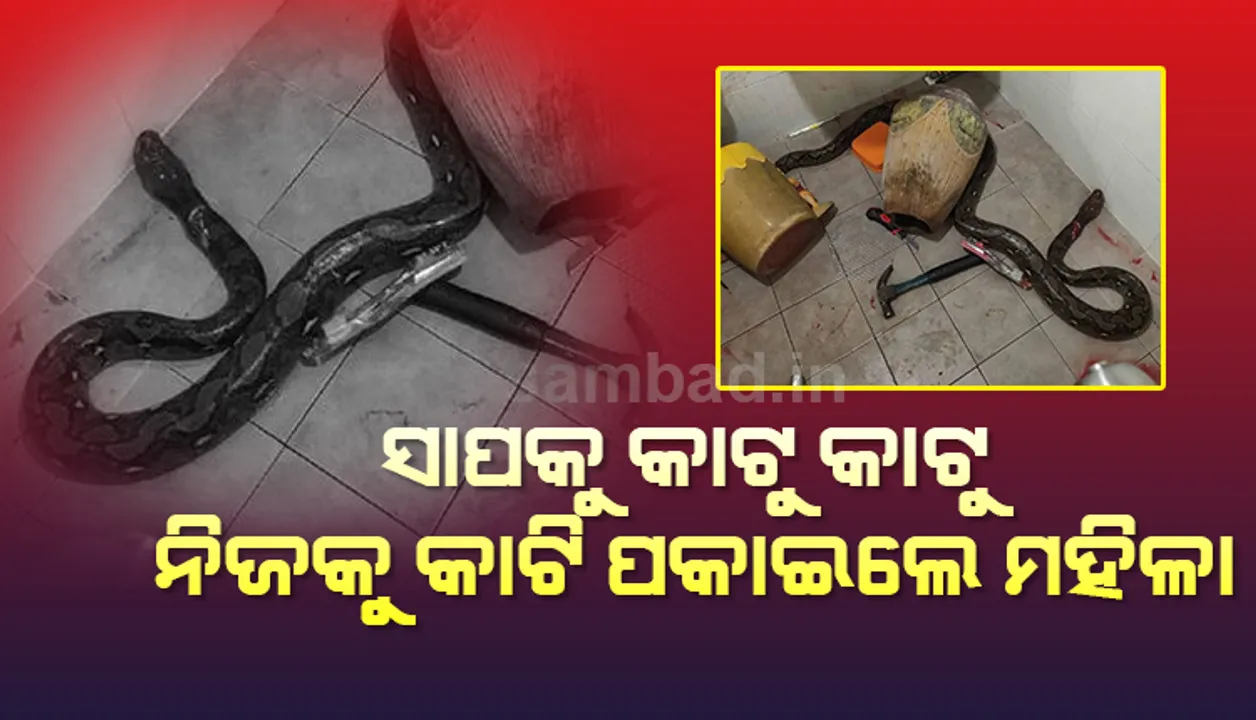  ଗାଧୁଆଘରେ ଥିଲା ବିଶାଳକାୟ ବିଷଧର ସାପ, ସାପକୁ ଧାରୁଆ ଅସ୍ତ୍ରରେ କାଟୁ କାଟୁ ନିଜକୁ କାଟି ପକାଇଲେ ମହିଳା