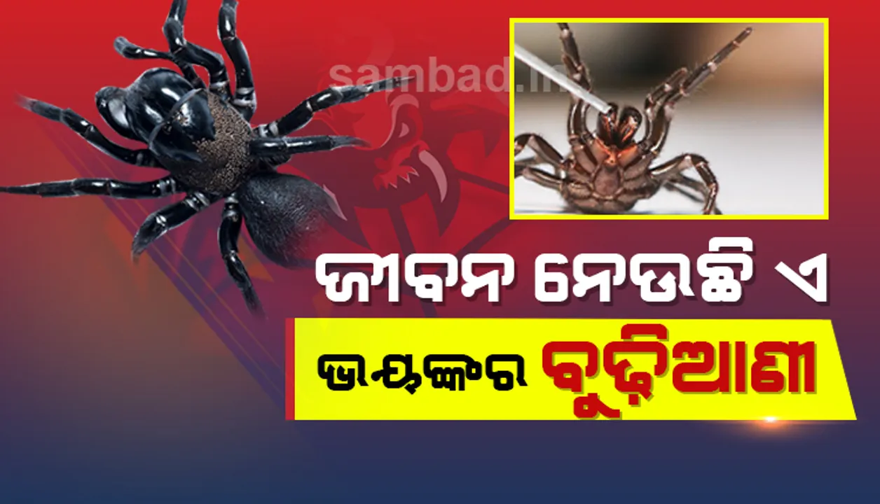 ନିଆଁ ପରେ ଏବେ ବୁଢିଆଣୀ ଆତଙ୍କ, ୧୫ ମିନିଟରେ ନେଇଯାଏ ଜୀବନ