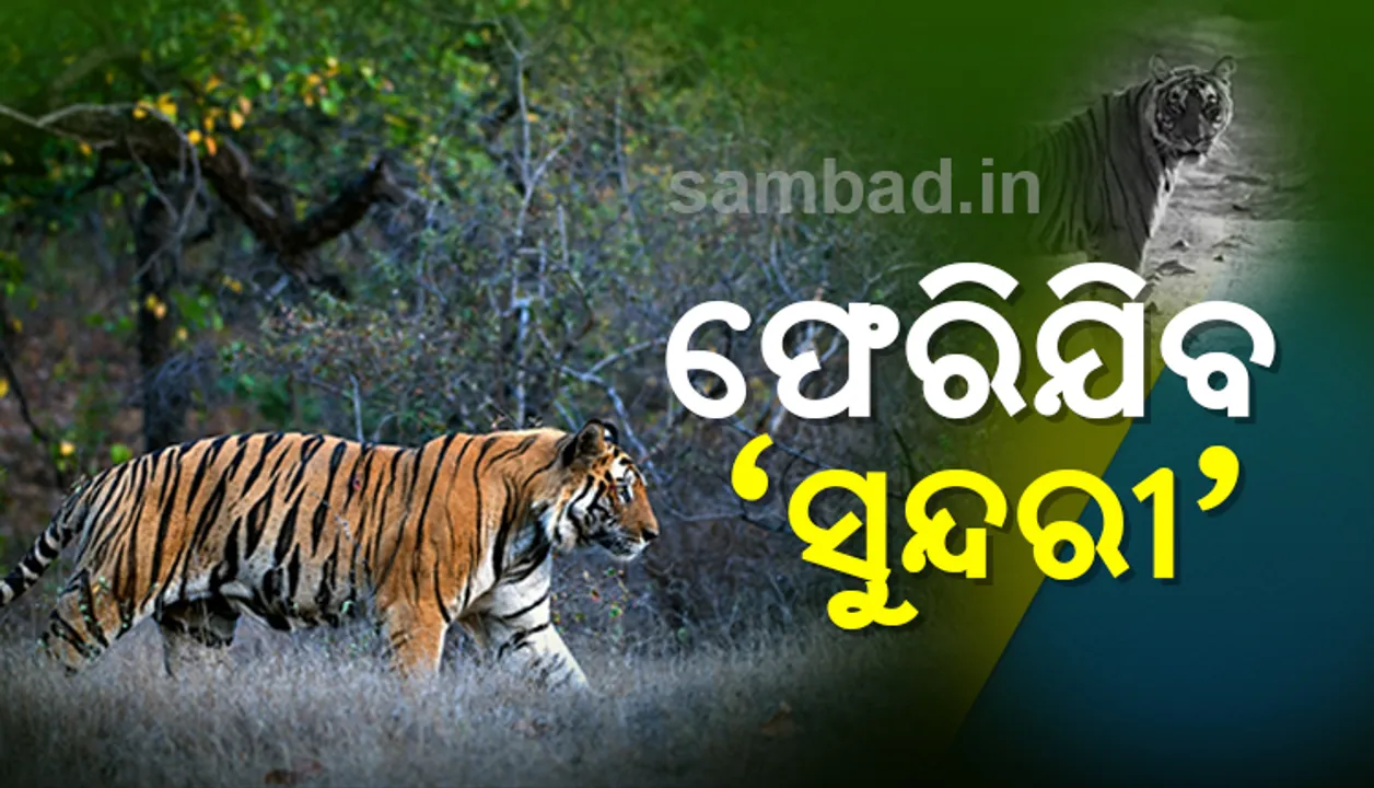  ଆଜି ସୁନ୍ଦରୀର ଲେଉଟାଣି; ନେବା ପାଇଁ ପହଞ୍ଚିଲେ ମଧ୍ୟପ୍ରଦେଶର ଟିମ
