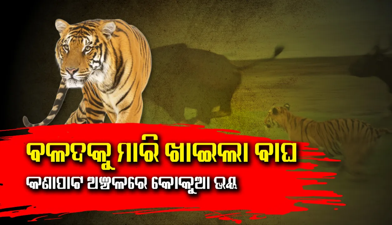 ରାଇରଙ୍ଗପୁର ବନଖଣ୍ଡରେ ବାଘ! ବଳଦକୁ ମାରି ଖାଇଲା, ନାଳ ନିକଟରେ ପାଦଚିହ୍ନ ଠାବ, କଣାପାଟ ଅଞ୍ଚଳରେ କୋକୁଆ ଭୟ