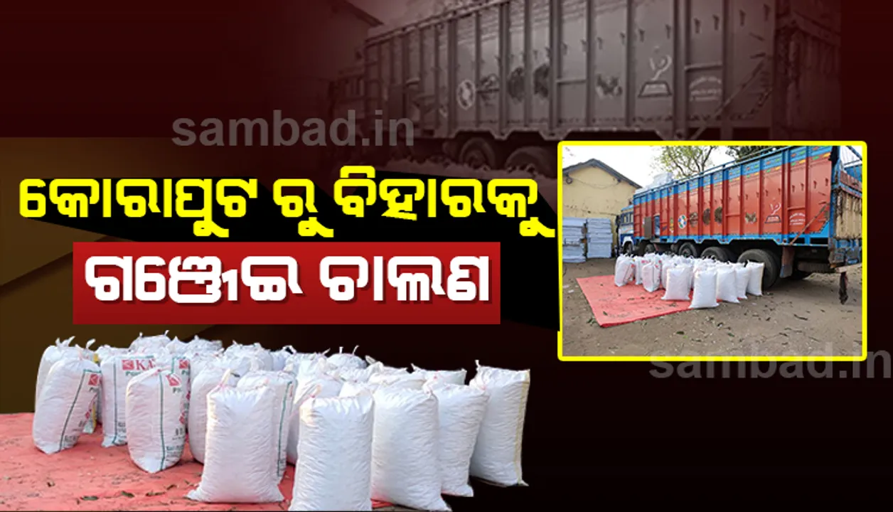  ୮ କୁଇଣ୍ଟାଲ ଗଞ୍ଜେଇ ସହ ୧୪ ଚକିଆ ଟ୍ରକ ଜବତ, ୨ ଅନ୍ତଃରାଜ୍ୟ ଅଭିଯୁକ୍ତ ଗିରଫ