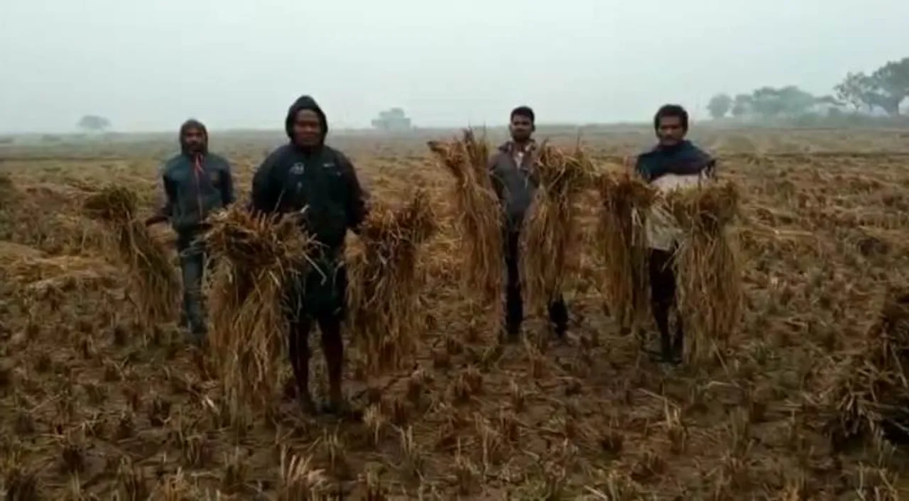  ବିଲରେ ଭିଜୁଛି, ଖଳାରେ ଭିଜୁଛି, ମଣ୍ଡିରେ ବି ଭିଜୁଛି ଧାନ