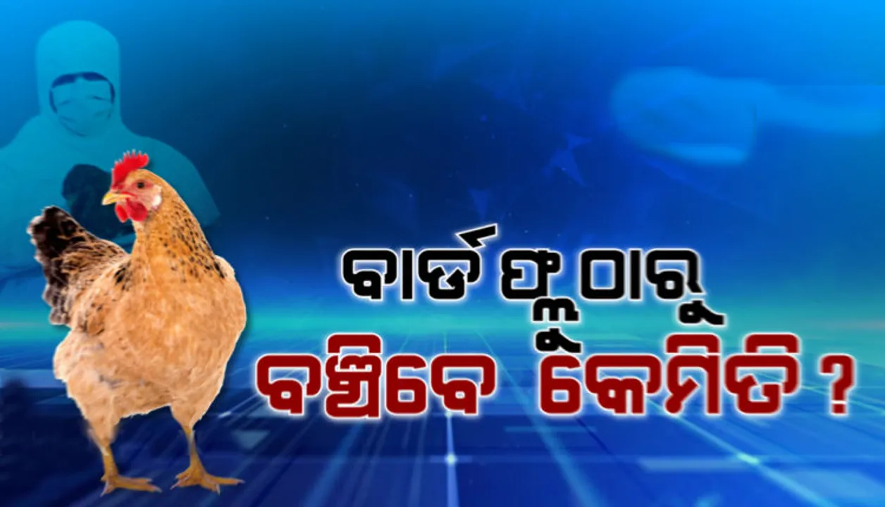  ବାର୍ଡ ଫ୍ଲୁର ଲକ୍ଷଣ କ'ଣ, ଆସନ୍ତୁ ଜାଣିବା