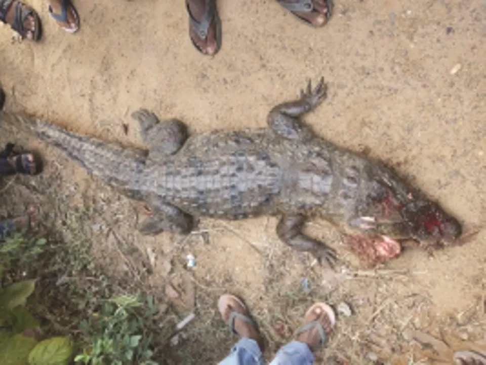  କୁନ୍ଦୁରା : ଅଜଣା ଗାଡ଼ି ଧକ୍କାରେ ମରିଗଲା କୁମ୍ଭୀର