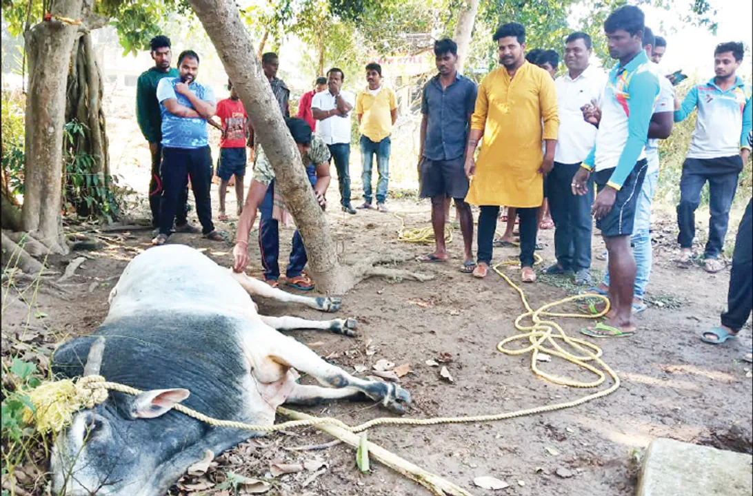  ଟାଙ୍ଗିମନ୍ତରେ କୋକୁଆ ଭୟ, ମାତିଛି ଷଣ୍ଢ