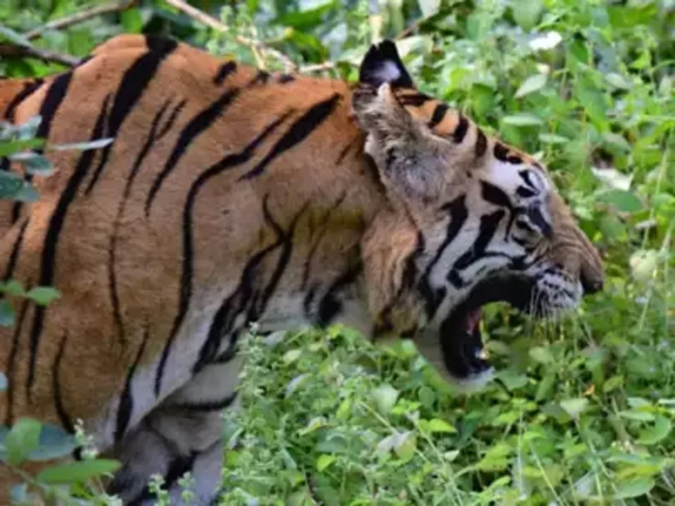  Image Source: The Times of India 