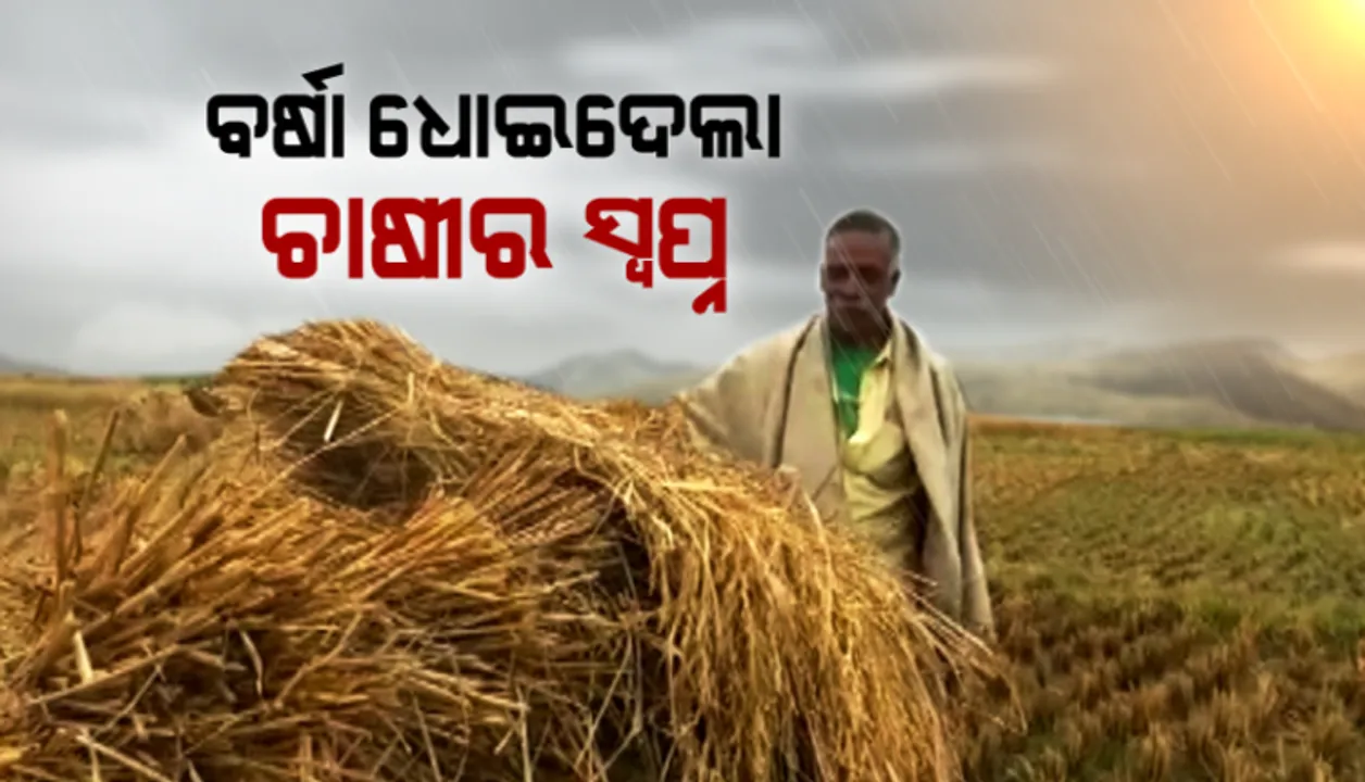  ଅଦିନିଆ ବର୍ଷା ଭାଙ୍ଗିଲା ଚାଷୀର ମେରୁଦଣ୍ଡ; ଛଡ଼େଇ ନେବା ପାଇଁ ବସିଛି ଚାଷୀର ବର୍ଷକର ଆହାର