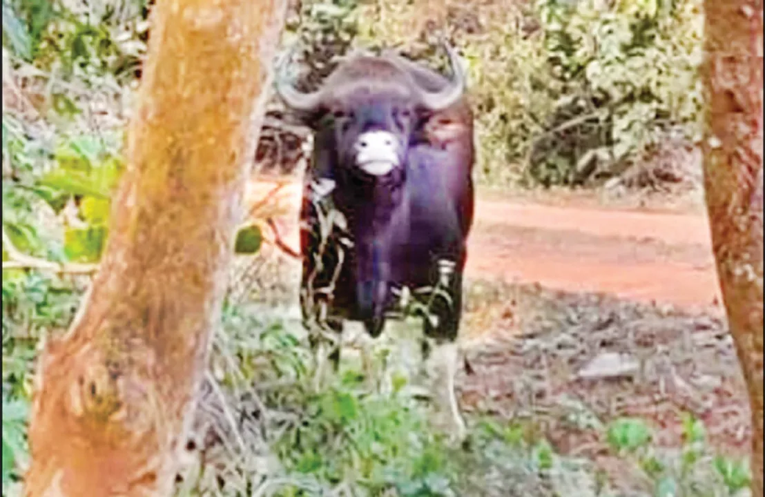  ରାଜ୍ୟ ପାଇଁ ଖୁସି ଖବର: ଚନ୍ଦକା ହସ୍ତୀ ଅଭୟାରଣ୍ୟରେ ପୁଣି ଠାବ ହେଲା ଗୟଳ