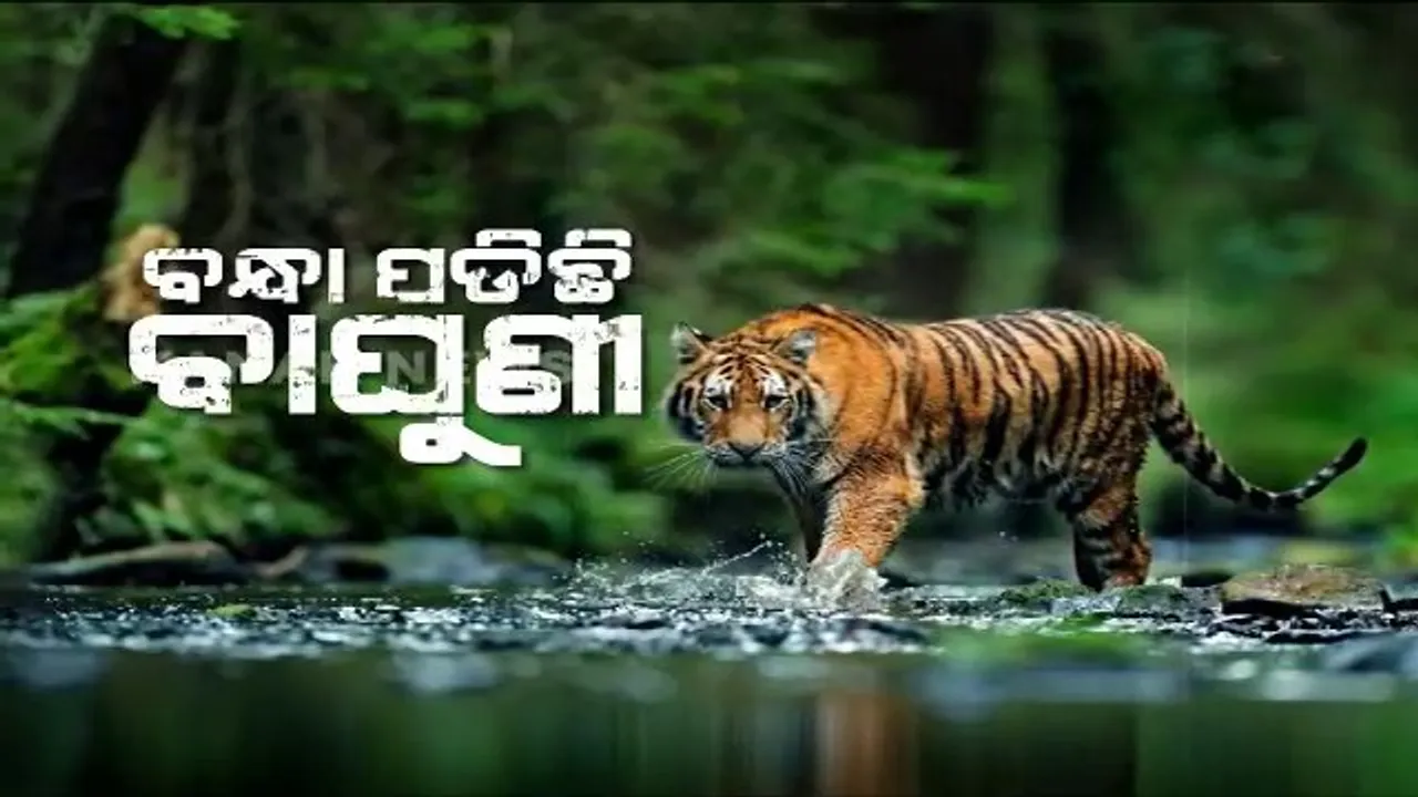  ପୁଣି ଟ୍ରାଙ୍କୁଲାଇଜ୍‌ ହେଲା ବାଘୁଣୀ ‘ସୁନ୍ଦରୀ’: ଦୁଇ ବର୍ଷରେ ତୃତୀୟ ଥର ପାଇଁ କରାଗଲା ଟ୍ରାଙ୍କୁଲାଇଜ୍‌, ବେକରୁ କଢାଗଲା ରେଡ଼ିଓ କୋଲାର 