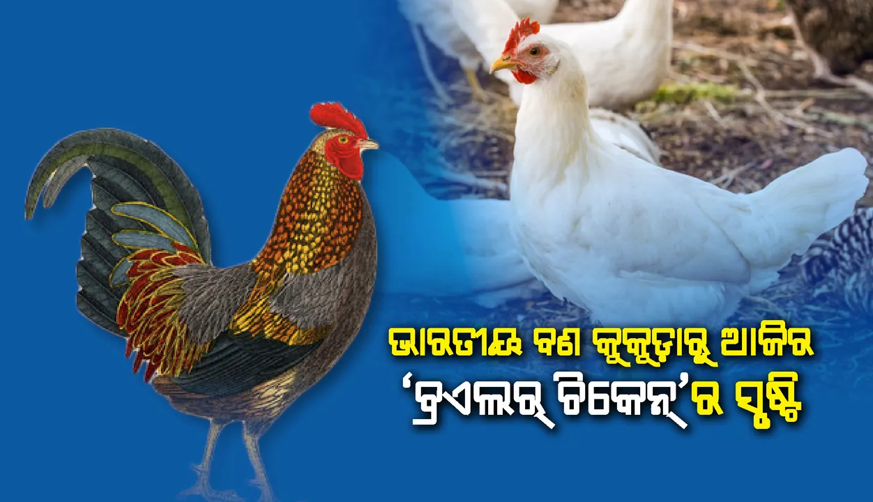  ଭାରତୀୟ ବଣ କୁକୁଡ଼ାରୁ ଆଜିର ‘ବ୍ରଏଲର୍‌ ଚିକେନ୍‌’ର ସୃଷ୍ଟି