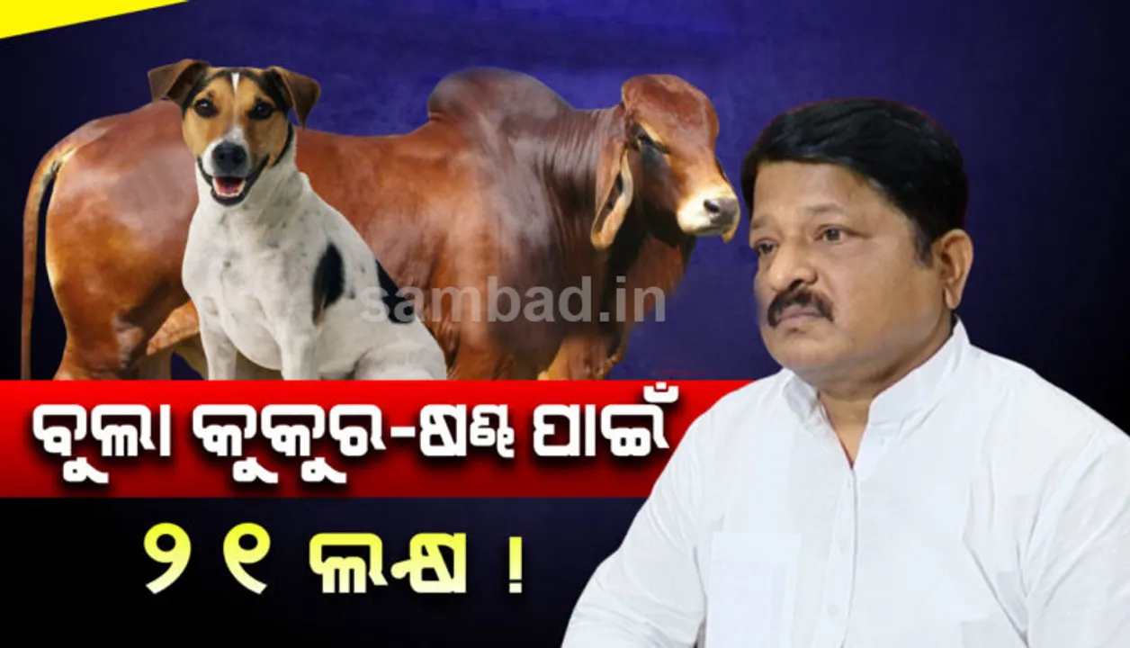  ବୁଲା କୁକୁର ଓ ଷଣ୍ଢକୁ ରାସ୍ତାରୁ ହଟାଇବା ପାଇଁ ବାର୍ଷିକ ହାରାହାରି ୧୨ ଲକ୍ଷ ୬ହଜାର ୨ଶହ ଟଙ୍କା ଖର୍ଚ୍ଚ ହୋଇଥାଏ: ପ୍ରତାପ ଜେନା