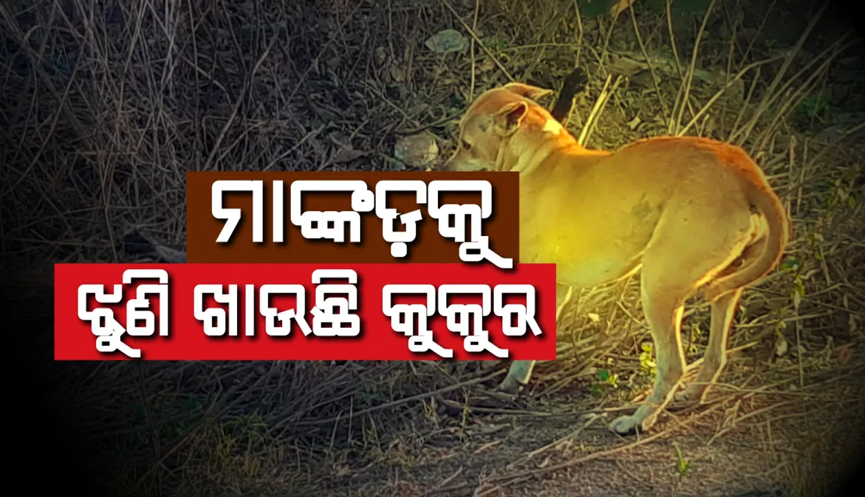  ବଲାଙ୍ଗୀର-ସୋନପୁର ଜାତୀୟ ରାଜପଥରେ ବଢ଼ୁଛି ବନ୍ୟଜନ୍ତୁଙ୍କ ଦୁର୍ଘଟଣାଜନିତ ମୃତ୍ୟୁ!