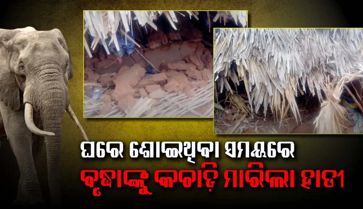  ଘରେ ଶୋଇଥିବା ବେଳେ ବୃଦ୍ଧାଙ୍କୁ ଶୁଣ୍ଢରେ କଚାଡ଼ି ଦେଲା ହାତୀ, ଘଟଣାସ୍ଥଳରେ ମୃତ୍ୟୁ