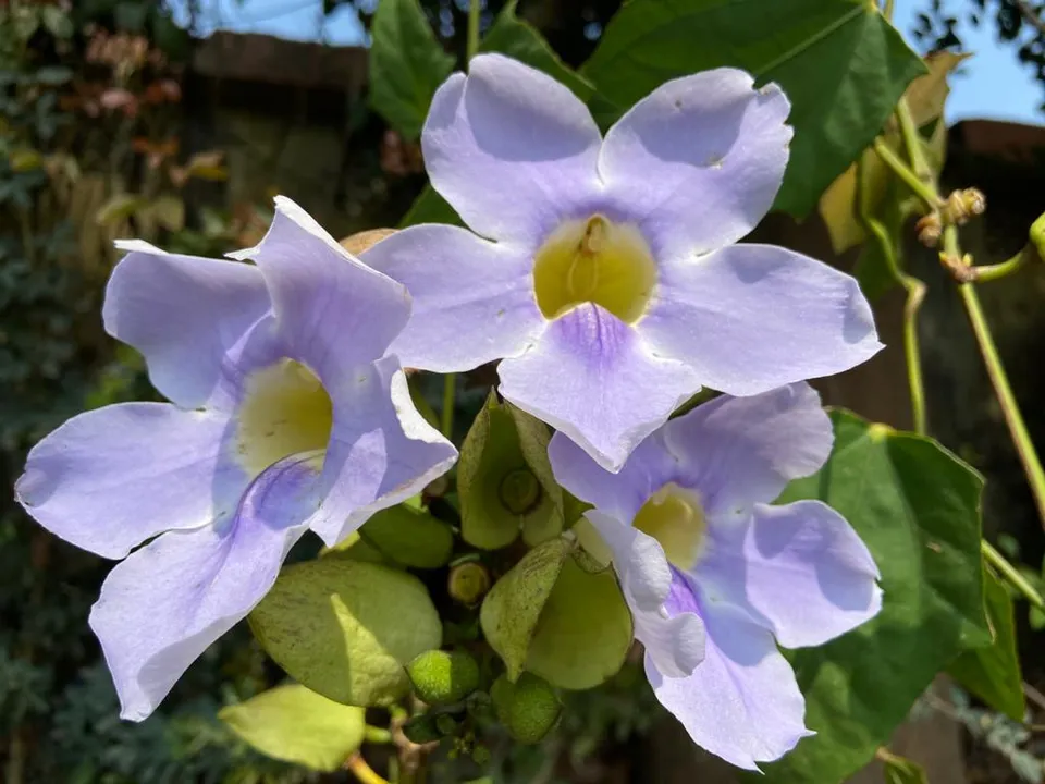  ନିଳଲତା ଫୁଲର ସମ୍ଭାର। (ଫଟୋ: ତରୁଣ, ଜୟପୁର)