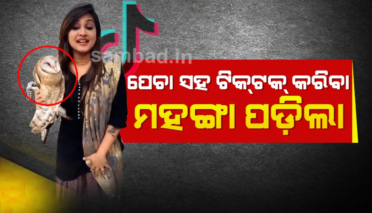  ପେଚା ସହିତ ଟିକ୍‌ଟକ୍‌ ଭିଡିଓ କରିବା ଯୁବତୀଙ୍କୁ ମହଙ୍ଗା ପଡ଼ିଲା, ଗଣିବାକୁ ପଡ଼ିଲା ତଣ୍ଡ