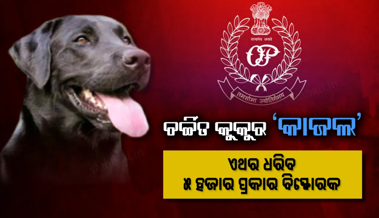  ରାଜ୍ୟ ପୁଲିସ ବିଭାଗର ସବୁଠାରୁ ଚର୍ଚ୍ଚିତ କୁକୁର ‘କାଜଲ’ : ଏଥର ଧରିବ ୫ ହଜାର ପ୍ରକାର ବିସ୍ଫୋରକ