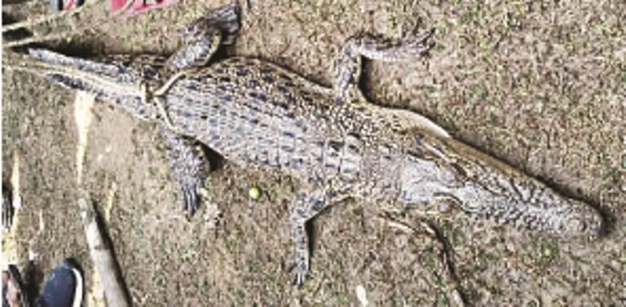  ଜାଲ୍‌ରେ ପଡ଼ିଲା ୬ ଫୁଟ୍‌ ଲମ୍ବ କୁମ୍ଭୀର