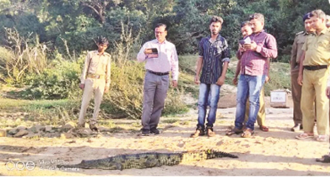  କୁଶଙ୍ଗ ମହାନଦୀ ବନ୍ୟପ୍ରାଣୀ ରେଞ୍ଜରେ ଛଡ଼ାଗଲା ୨ ଘଡ଼ିଆଳ କୁମ୍ଭୀର