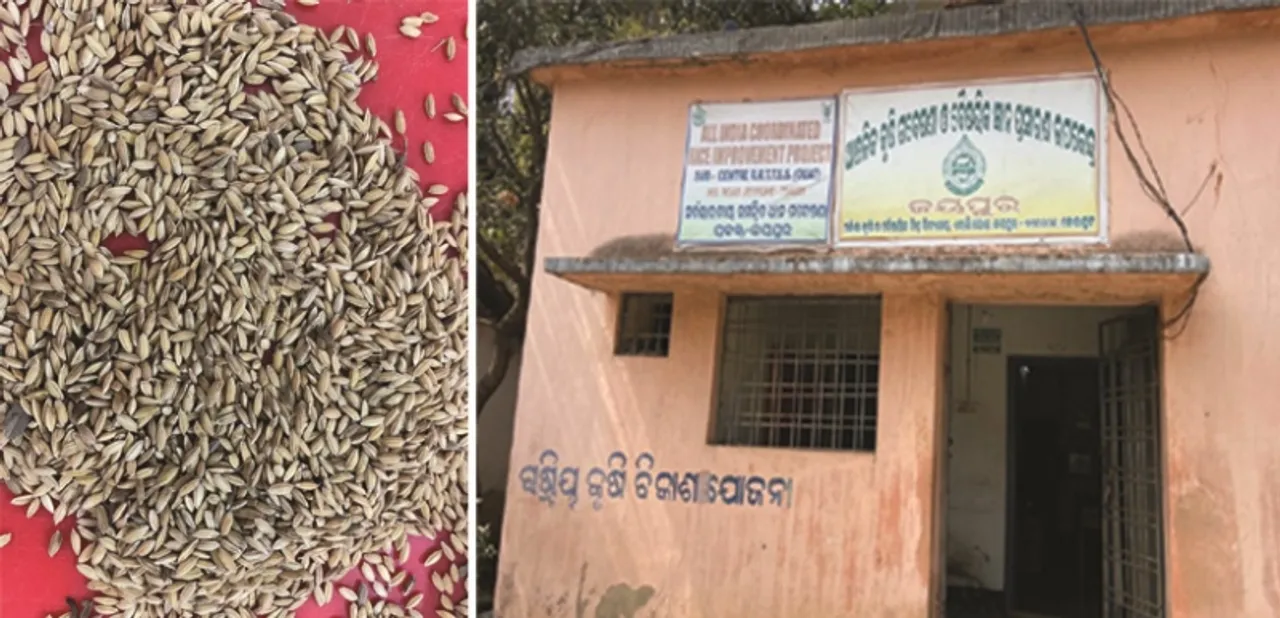  ଆରଆରଟିଟିଏସଏସର ଗବେଷଣା : ଚାଷୀଙ୍କୁ ହସାଇବ ଚକଡା ନିରୋଧୀ ଧାନ ‘ହର୍ସନ୍ତ’, ୧୫୦ ଦିନରେ ଦେବ ହେକ୍ଟରକୁ ୫୫କୁଇଣ୍ଟାଲ ଧାନ