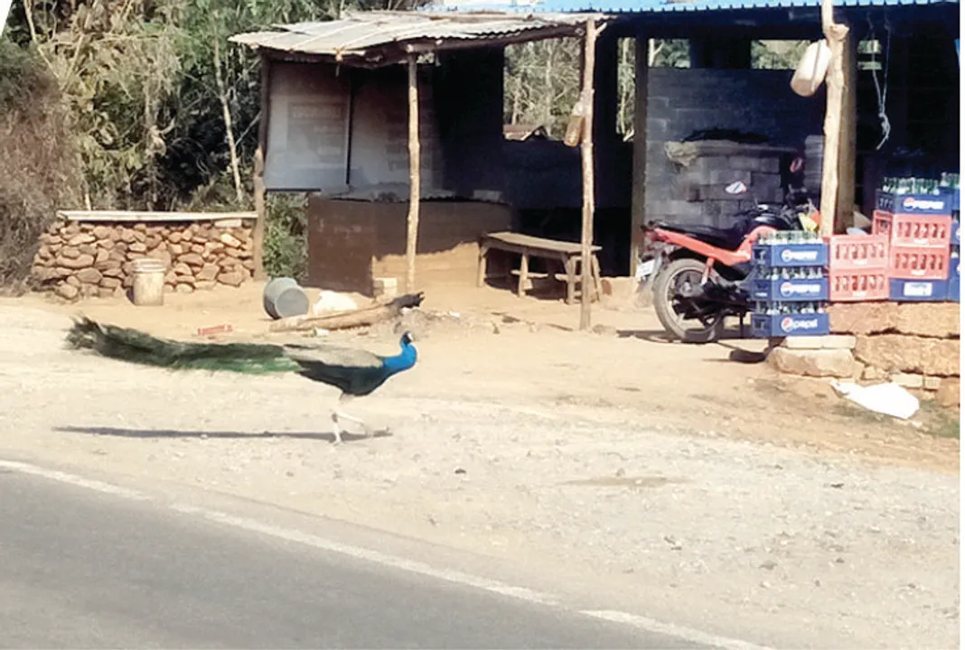  ବିପଦରେ ଶିଖରଚଣ୍ଡୀ ମୟୂର