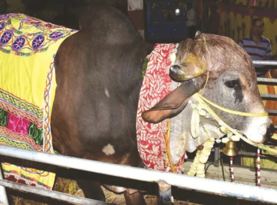  କୋଟିପତିଙ୍କ ବାହାଘରକୁ ବଳିଗଲା ଷଣ୍ଢ ବାହାଘର; ନନ୍ଦୀଙ୍କ ସହ ସୌରଭୀଙ୍କ ଶୁଭ ପରିଣୟ