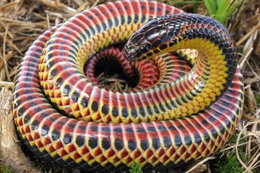  photo-reptiles magazine 