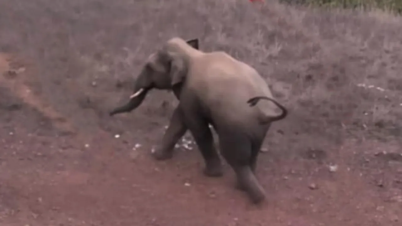  The Rouge Elephant  