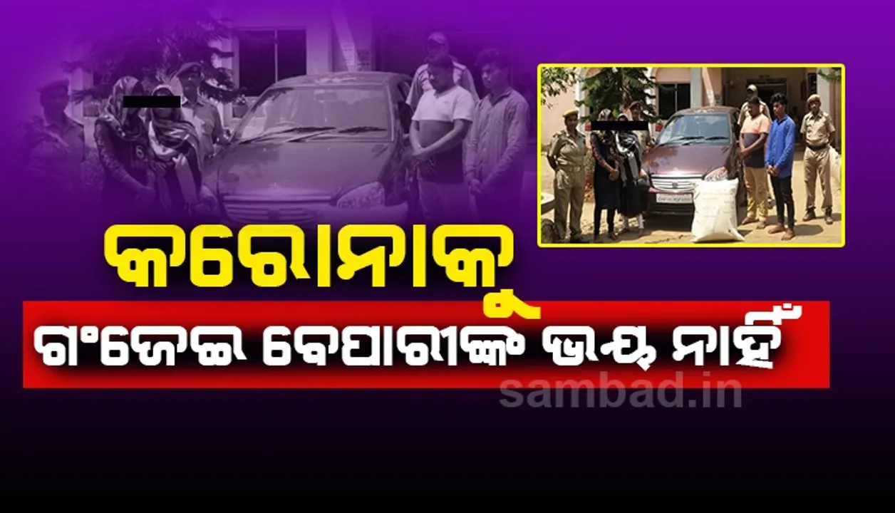  କନ୍ଧମାଳରୁ କଟକକୁ ଚାଲାଣ ହେଉଥିଲା: କାରରୁ ୨୧ କିଲୋ ଗଂଜେଇ ଜବତ, ୨ ଯୁବତୀ ସମେତ ୪ ଗିରଫ 