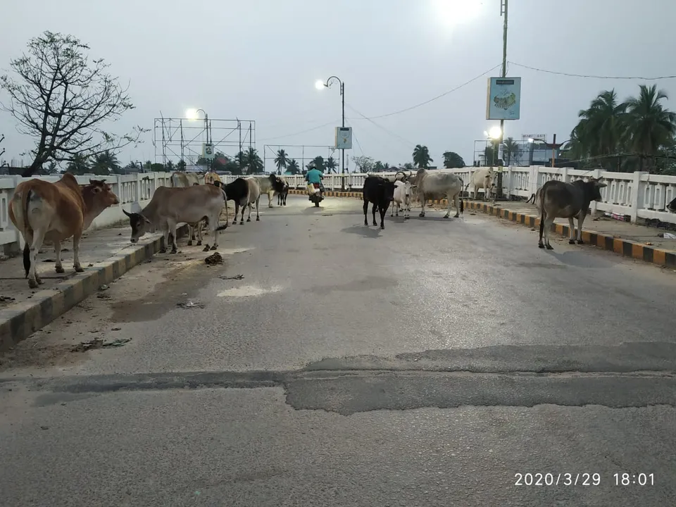 ବାଲେଶ୍ଵର: ଫାଙ୍କା ଓଭରବ୍ରିଜ ବୁଲା ଗୋରୁଙ୍କ ରାଜୁତି। (ଫଟୋ: ମନୋଜ ବିଶ୍ୱାଳ)